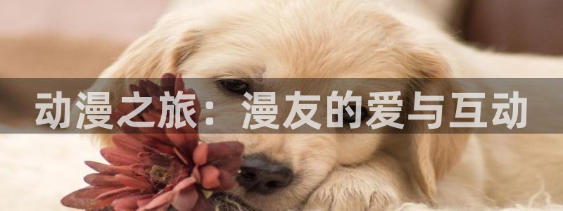 91动漫入口